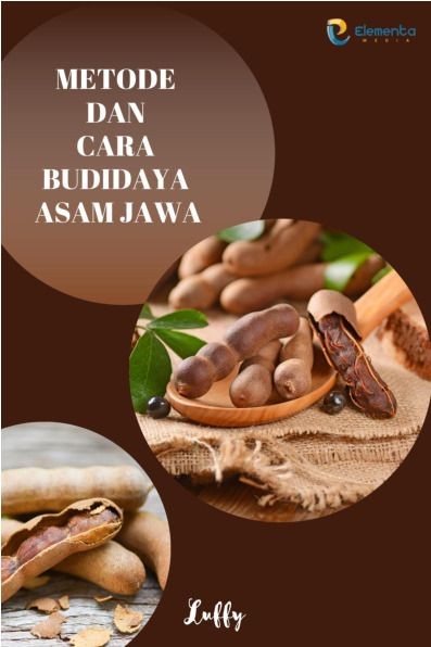 Metode dan Cara Budidaya Asam Jawa